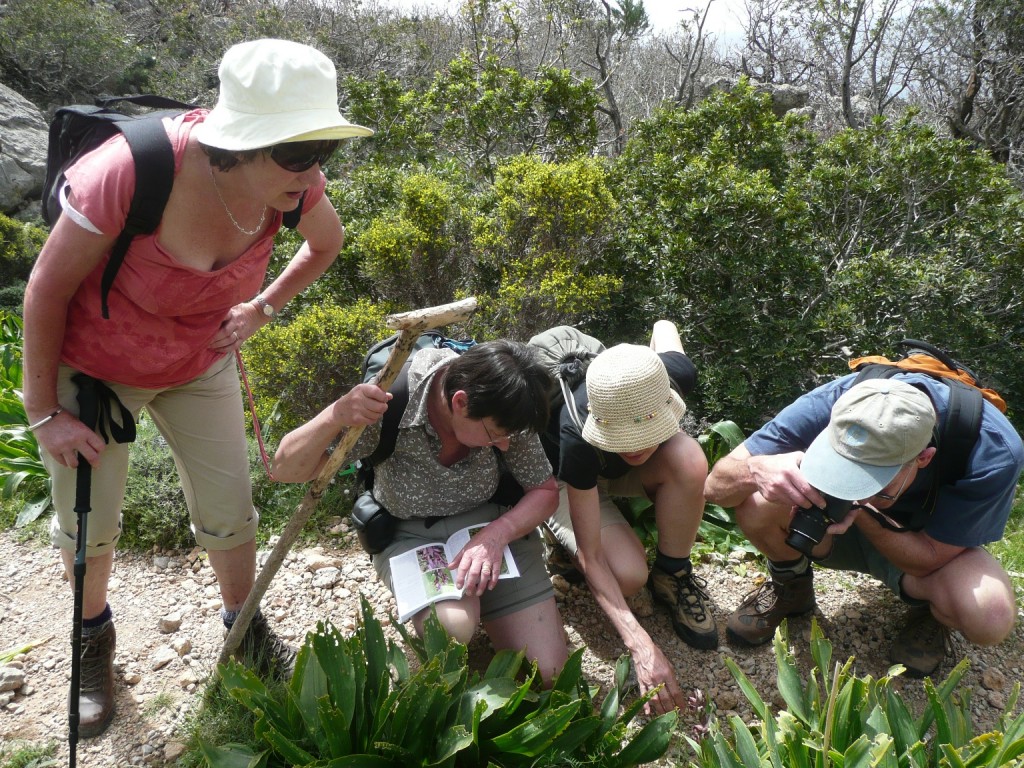 Western Crete flower stop