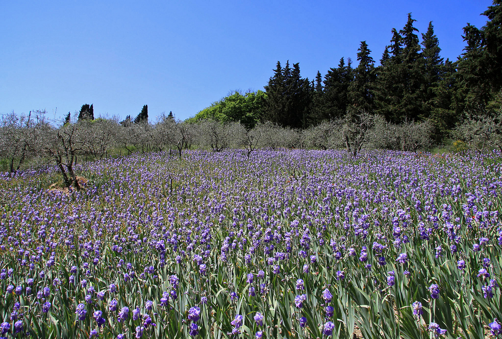 Irises Siena to Florence Adrian Woodford