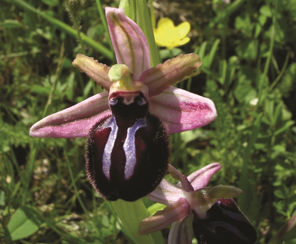 ophrys-sipontensisjpeg