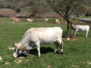 Podolica Cow, Gargano, Italy