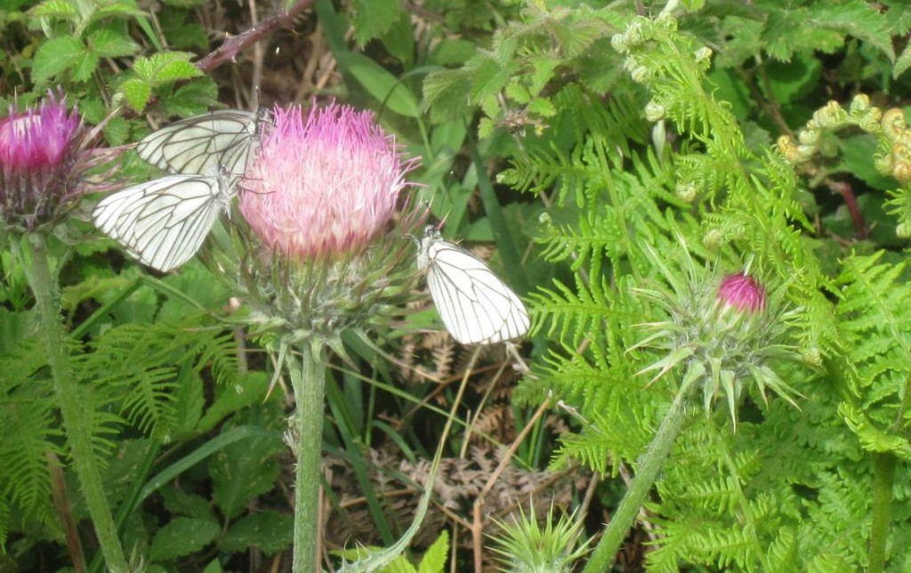 thistle-madonie-mountains-sicily-walking-holidays-blog