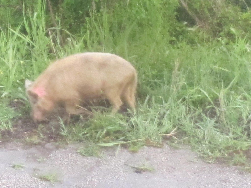 wild-boar-in-motion-near-alpine-lodge-madonie-mountains-sicily-walking-holidays