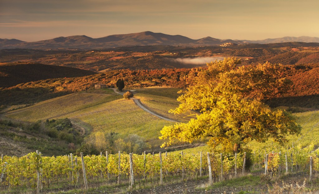 Vineyards growing Brunello grapes near Montalcino