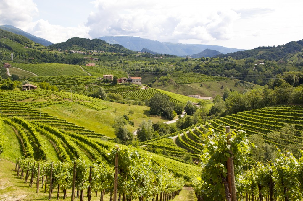 Prosecco Vineyards